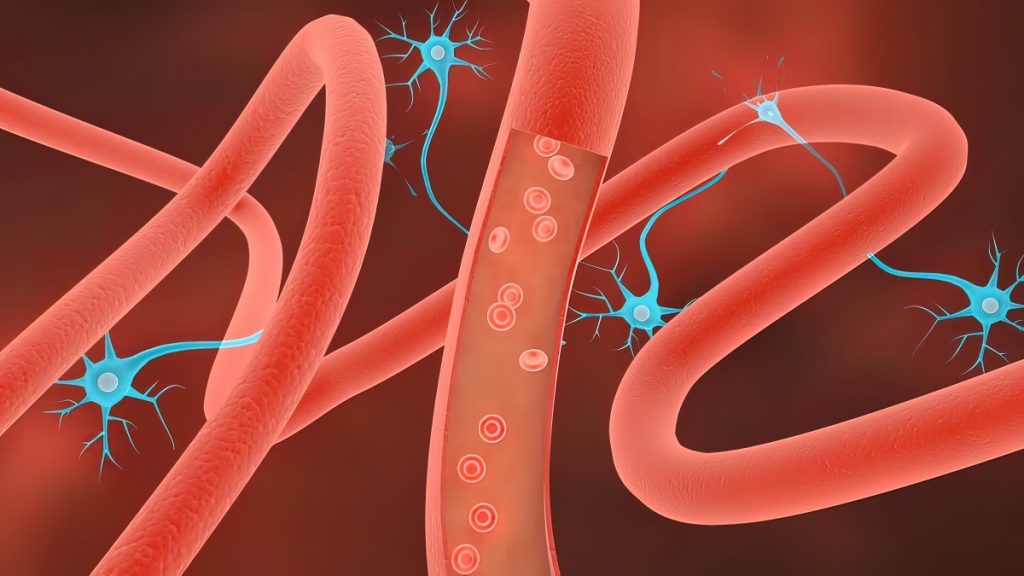 Receptors, transport of monoclonal antibodies across the blood-brain barrier