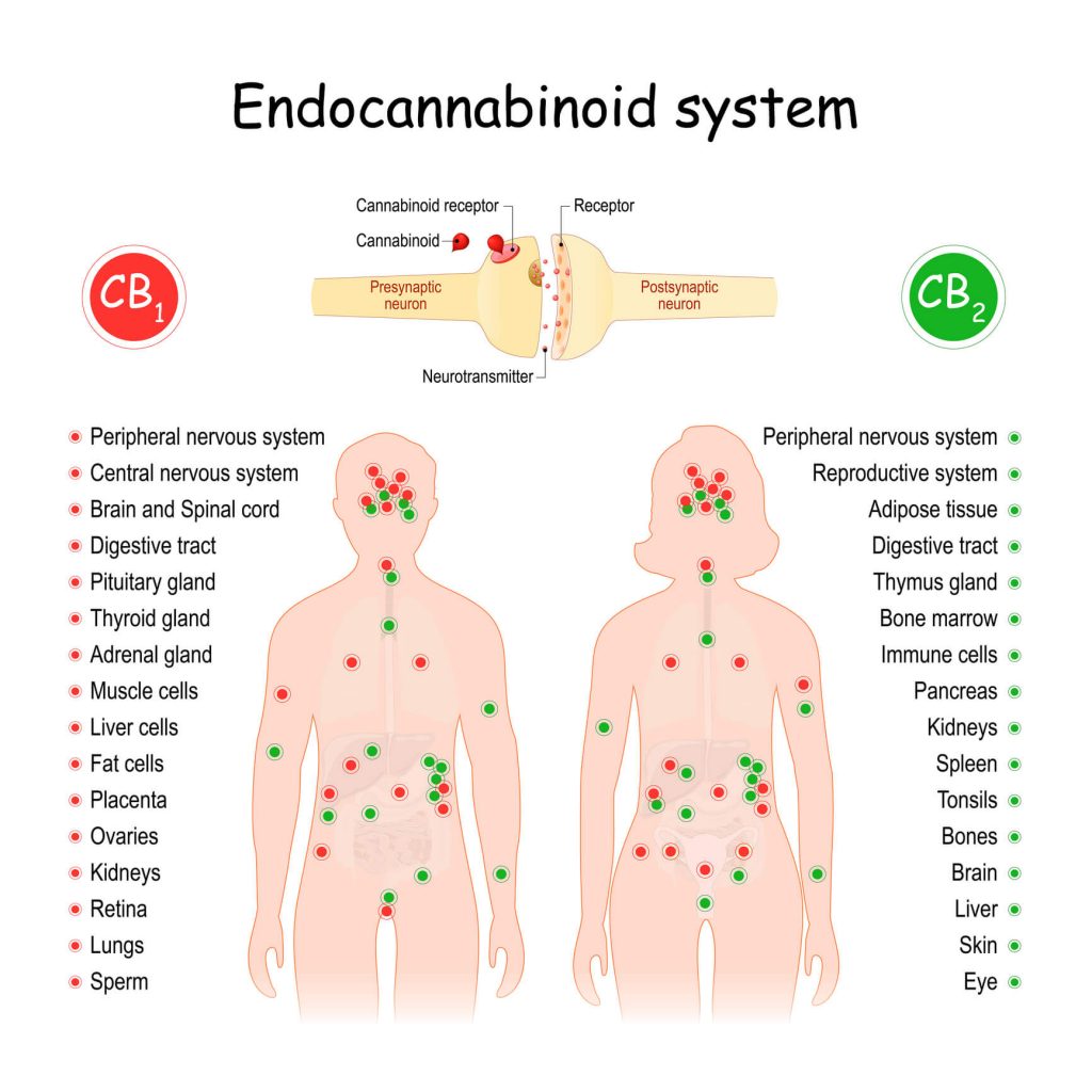 Endocannabinoid System. CB1 and CB2 Receptors. Central regulatory system that affects of biological processes in human body. Silhouette of a man and woman with internal organs and receptor areas.