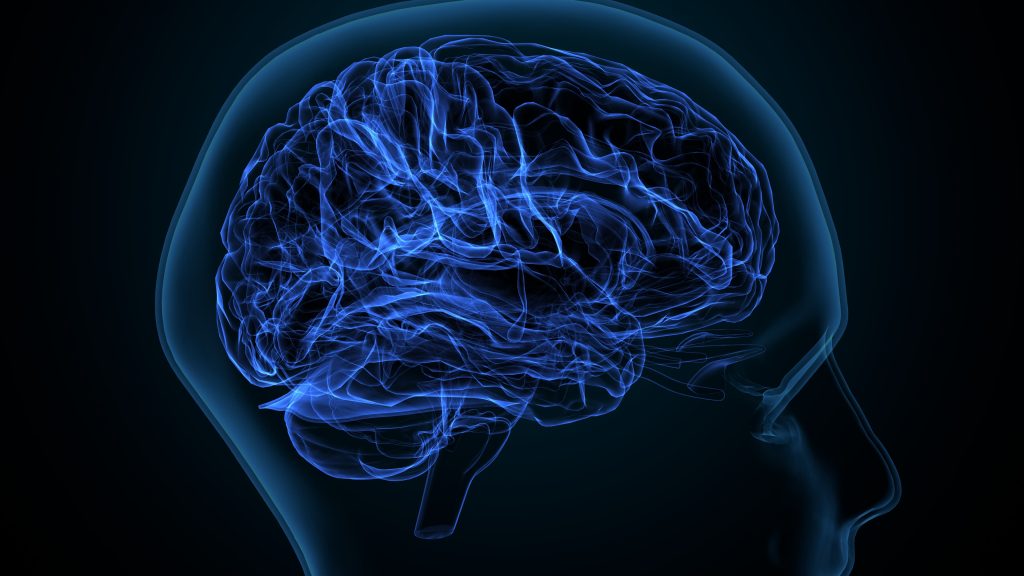 the central nervous system mainly made up of myelinated axons