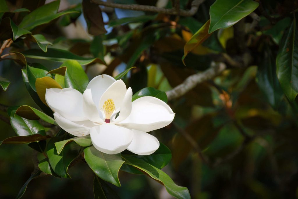 Magnolia flower along Bayou Terrebonne near downtown Houma, Louisiana.