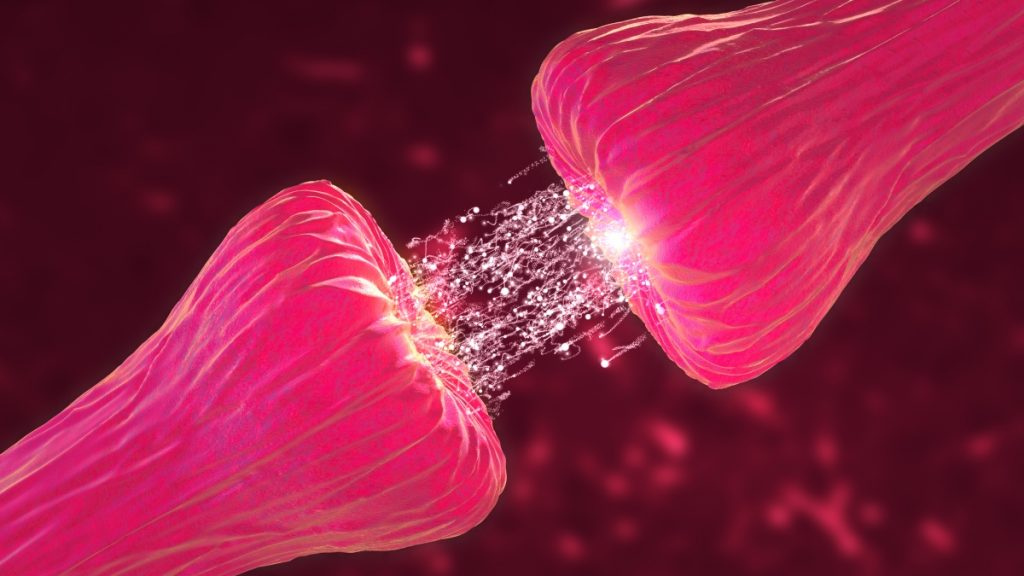 Neurons showing neuroactivity, synapses, neurotransmitters, brain, axons.