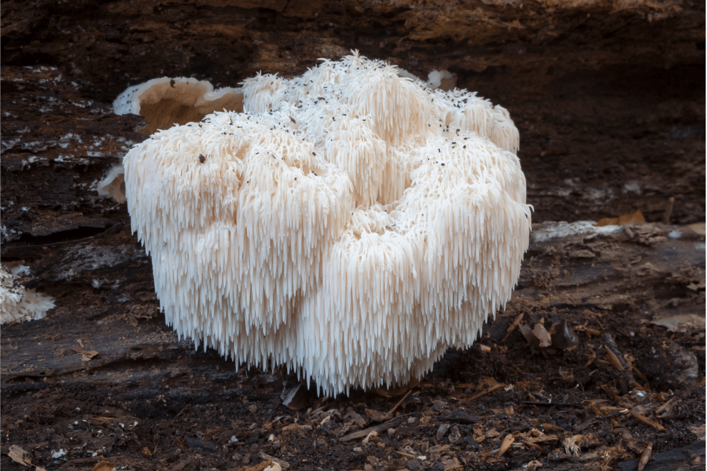 lion's mane mushroom 