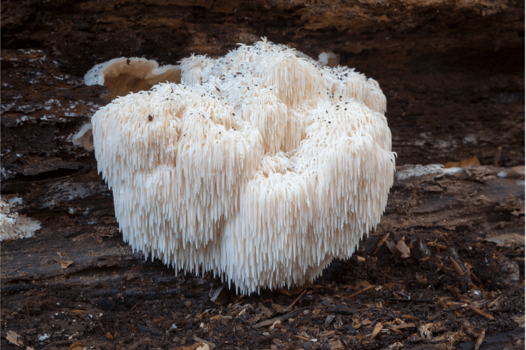 All About Lion's Mane - Benefits, Side Effects, and More