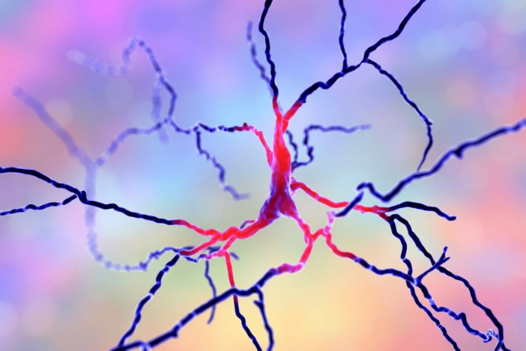 neurons