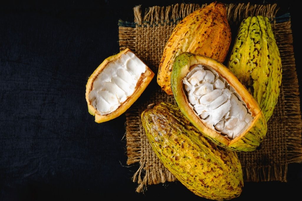 cacao pots